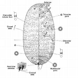   Balanococcus diminutus  
 Illustration by Cox 